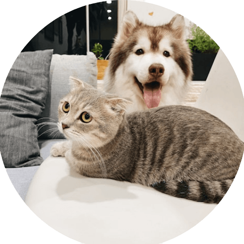 Pets